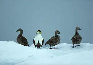Eiders Prints: Picture No. 10883188