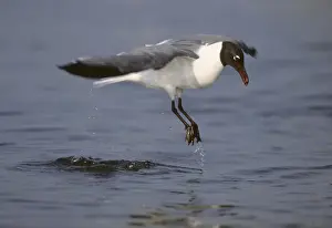 Larus Prints: Picture No. 10883195