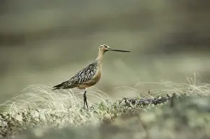 Godwit Prints: Picture No. 10883197