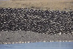 Oystercatcher Prints: Picture No. 10883200