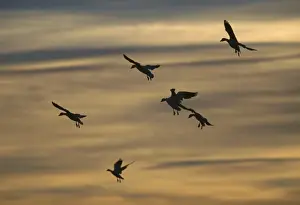 Picture No. 10883204