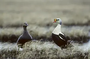 Eider Prints: Picture No. 10883211