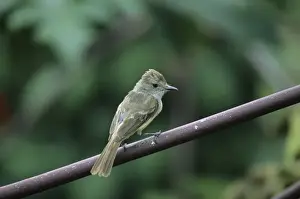 Flycatcher Prints: Picture No. 10883220