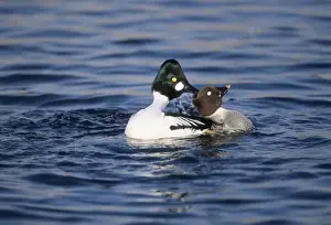 Goldeneye Prints: Picture No. 10883227