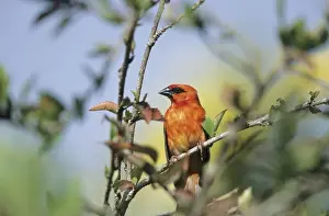Madagascariensis Prints: Picture No. 10883238