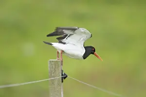 Oystercatcher Prints: Picture No. 10883264