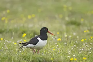 Oystercatcher Prints: Picture No. 10883267