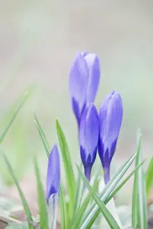 Crocus Prints: Picture No. 10883293