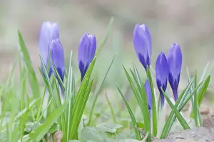 Crocus Prints: Picture No. 10883294