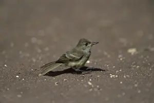 Flycatcher Prints: Picture No. 10883300
