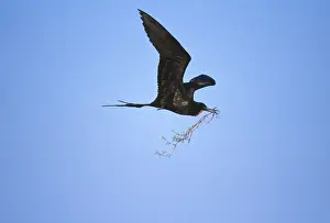 Frigatebird Prints: Picture No. 10883302