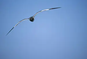 Larus Prints: Picture No. 10883305