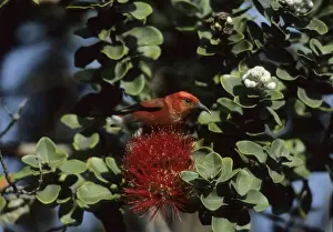 Sanguinea Prints: Picture No. 10883310