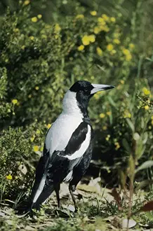 Magpie Prints: Picture No. 10883330