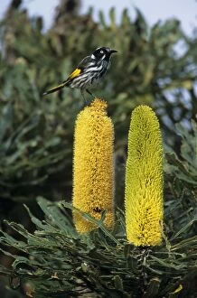 Honeyeater Collection: Picture No. 10883331