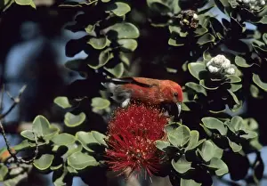 Sanguinea Prints: Picture No. 10883348
