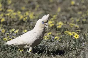 Cacatua Prints: Picture No. 10883362