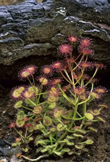 Drosera Prints: Picture No. 10883369