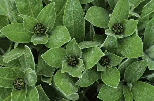 Buds Prints: Picture No. 10883376