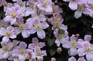 Clematis Prints: Picture No. 10883382