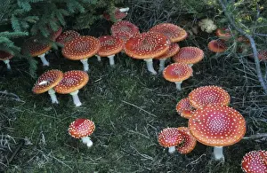 Amanita Prints: Picture No. 10883383