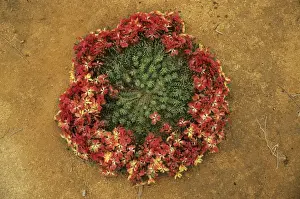 Wreath Prints: Picture No. 10883389