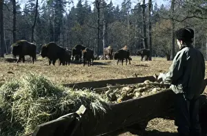 Bisons Prints: Picture No. 10883452