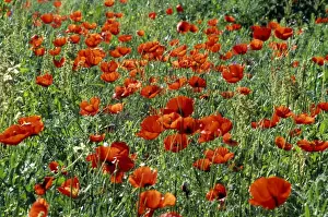 Papaver Prints: Picture No. 10883456