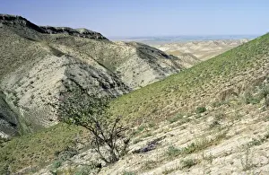 Karakum Prints: Picture No. 10883467