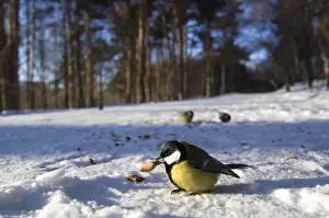Parus Prints: Picture No. 10883503