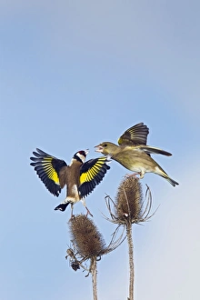 Teasel Collection: Picture No. 10883513