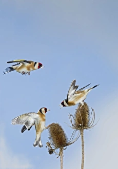 Teasel Collection: Picture No. 10883515