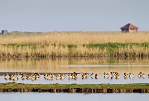 Godwit Prints: Picture No. 10883516
