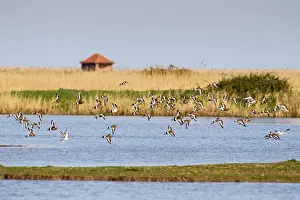 Godwit Prints: Picture No. 10883517