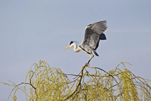Images Dated 24th March 2011: Picture No. 10883529