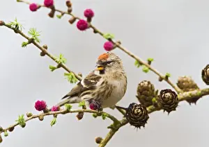 Redpoll Prints: Picture No. 10883537