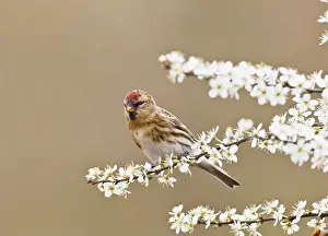 Redpoll Prints: Picture No. 10883538