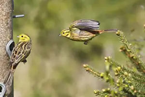 Emberiza Prints: Picture No. 10883540