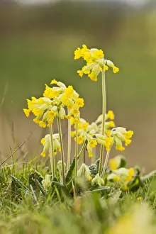 Cowslip Prints: Picture No. 10883542