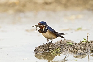 Images Dated 20th May 2011: Picture No. 10883544