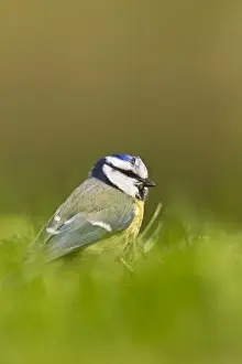 Parus Prints: Picture No. 10883549