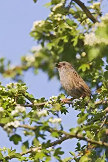 Dunnock Prints: Picture No. 10883550