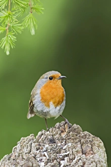 Images Dated 20th May 2011: Picture No. 10883552
