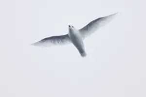 Picture No. 10883597