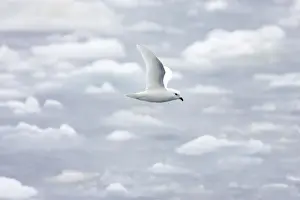 Petrel Prints: Picture No. 10883654
