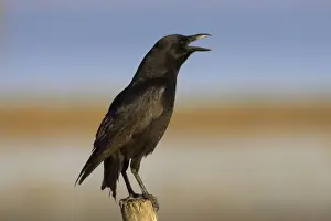 Corvus Prints: Picture No. 10883660