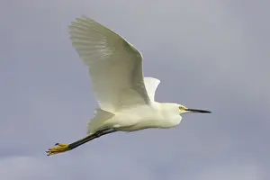 Egretta Prints: Picture No. 10883673