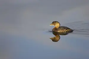 Pied Prints: Picture No. 10883674