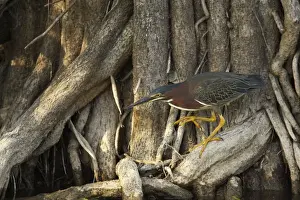 Mangrove Prints: Picture No. 10883678