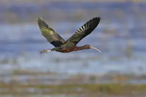 Ibis Prints: Picture No. 10883686